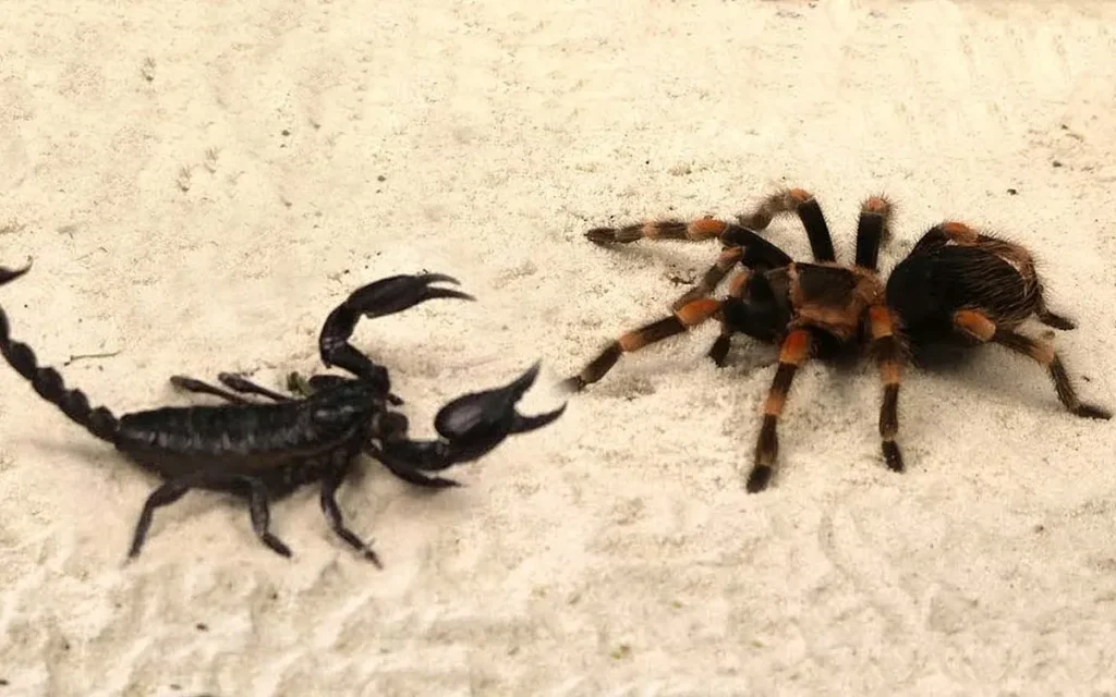 CONTROL DE ALACRANES Y ARAÑAS