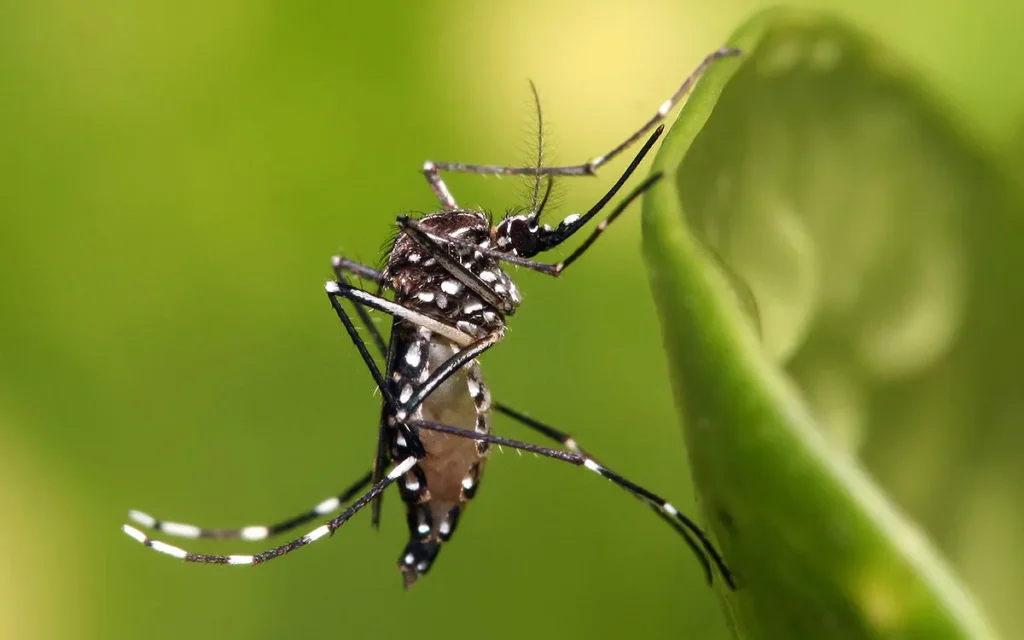 CONTROL DE MOSQUITOS