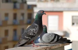 Control de palomas